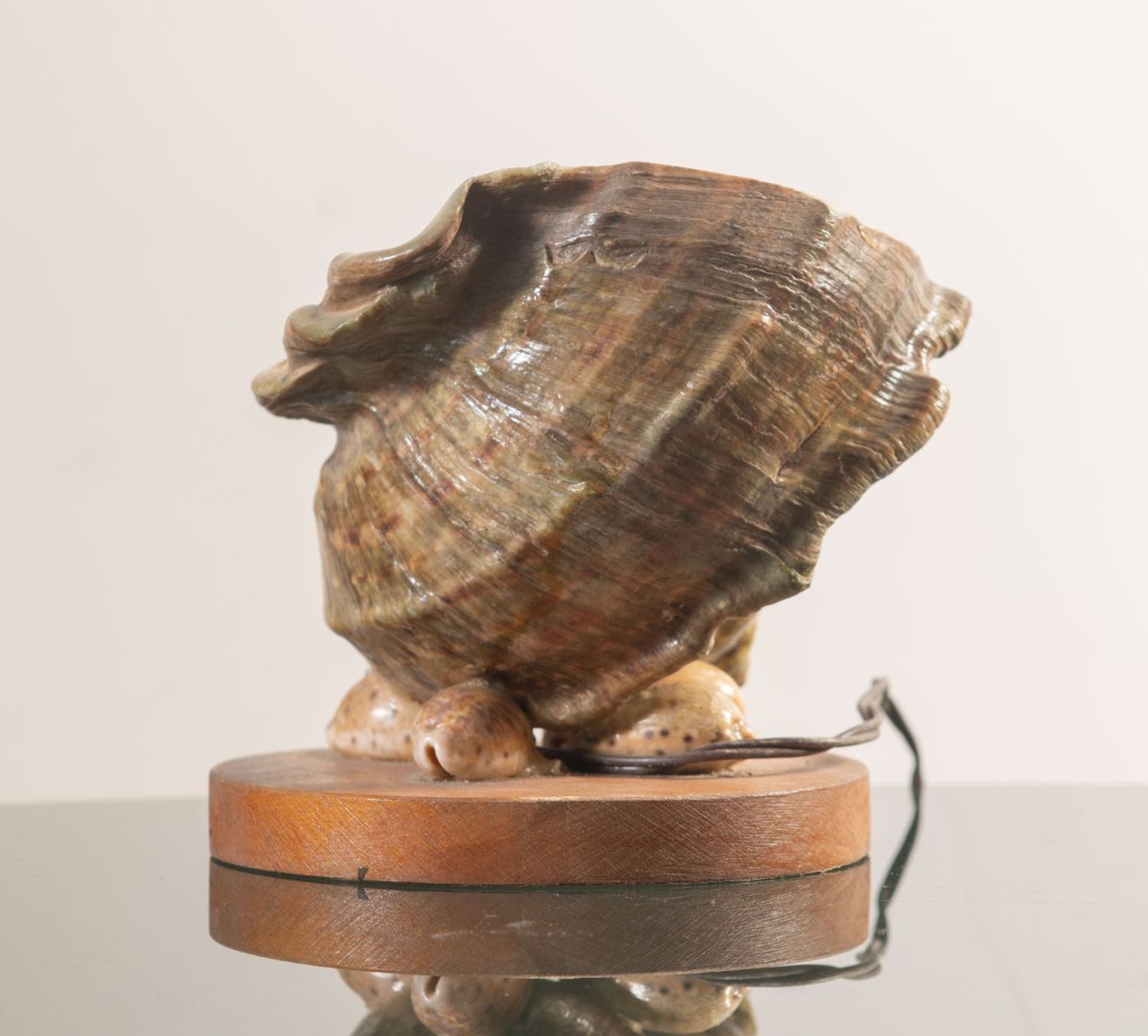 Conchiglia montata a lampada poggiante su base circolare in legno chiaro, Italia, XX secolo.H tot - Bild 3 aus 3
