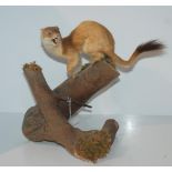 A stuffed and mounted taxidermy model of a stoat and naturalistic base, 30cm high Condition