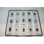 A cased display of mounted insects Condition report: Available upon request