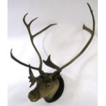 A MOUNTED TAXIDERMY OF A CARIBOU on stained pine oval mount, 115cm high x 87cm wide x 67cm deep