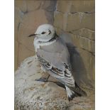 DONALD WATSON Young Kittiwake, fully fledged, signed, watercolour, 30 x 22cm Condition Report: