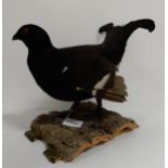 A variety of Victorian moorland bird taxidermy with pheasant, capercaillie, grouse etc on individual