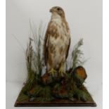 A lot of Victorian birds of prey taxidermy with Peregrine Falcon, Barn Owl etc (4) Condition
