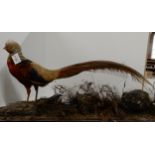 An Oriental Pheasant and another bird taxidermy Condition Report:Available upon request