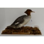 A variety of Victorian water foul, waders and woodland bird taxidermy with Mallard Duck, Curlew