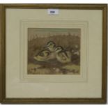 RALSTON GUDGEON RSW Young woodcocks, signed, watercolour on linen,17 x 19cm Condition Report:
