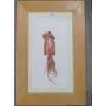 RICHARD HUNTER RSW (SCOTTISH)  DRIED SQUID  Mixed media, 51 x 25cm  Title inscribed verso