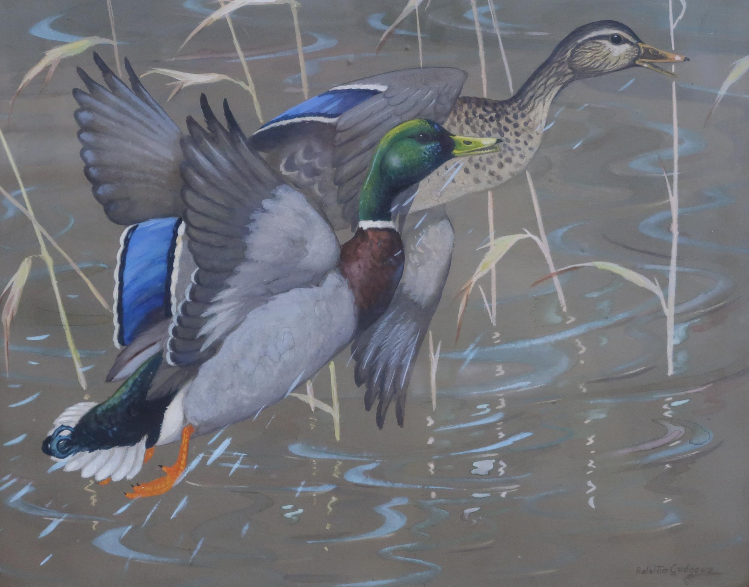 RALSTON GUDGEON RSW Mallard and drake rising, signed, watercolour, 52 x 63cm Condition Report: