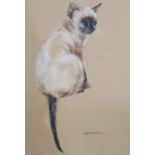 POLLYANNA PICKERING (BRITISH)  SIAMESE CAT  Acrylic on paper (unframed), signed lower right, 56 x