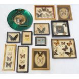 A collection of glazed lepidoptery displays  Condition Report:Available upon request