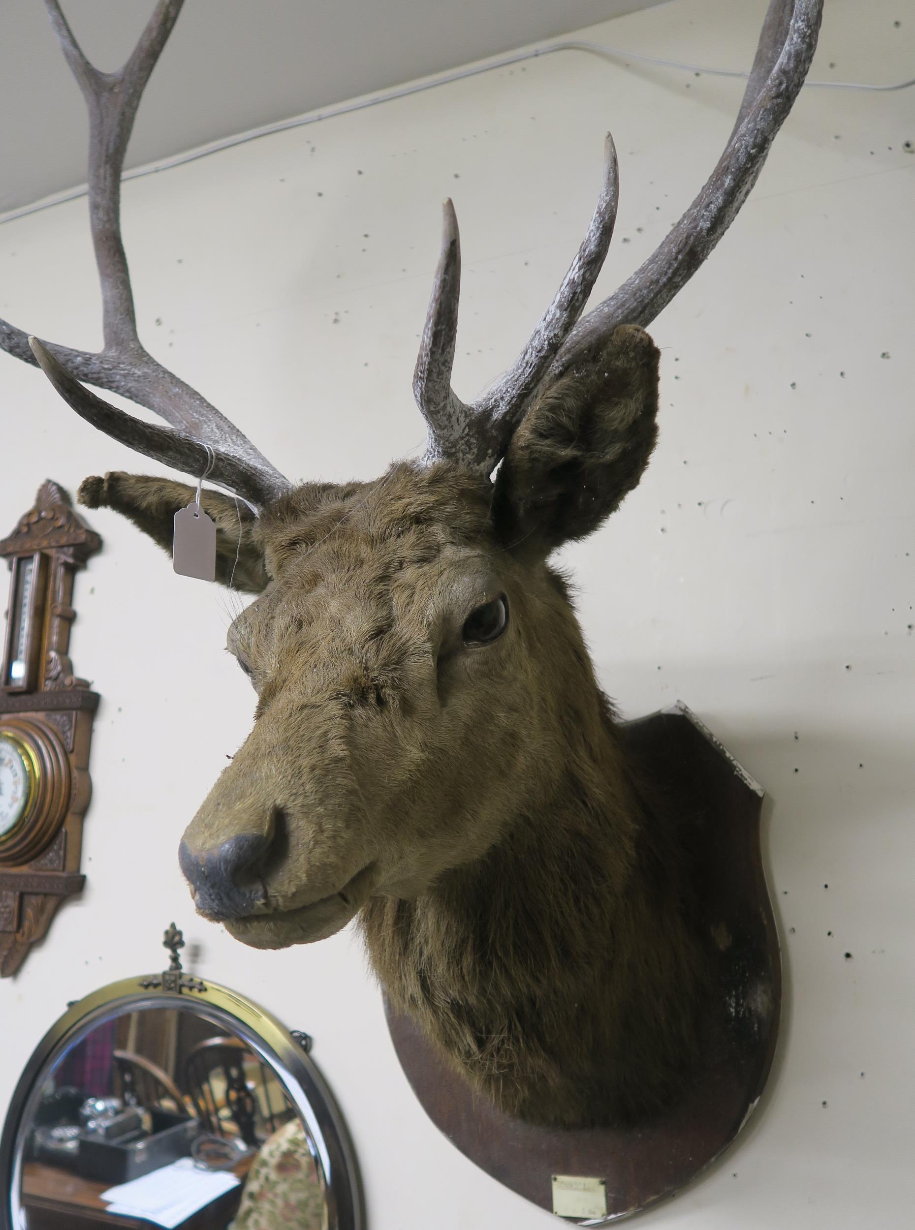 An early 20th century ten point taxidermy stags head on shield mount bear plaque "Achnacarry 1910 - Image 2 of 8