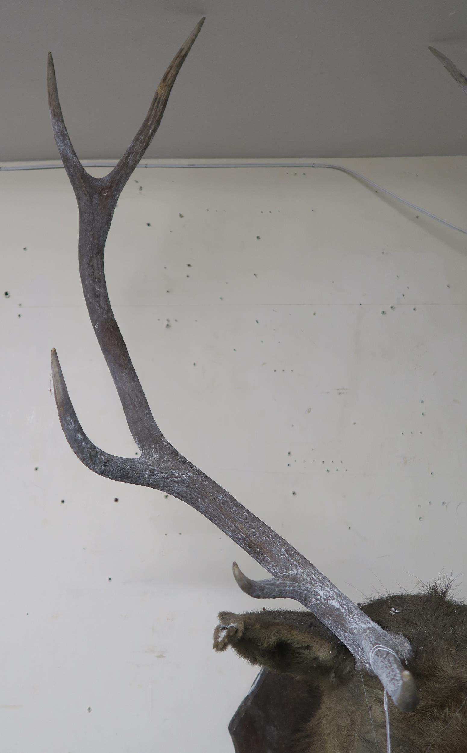 An early 20th century ten point taxidermy stags head on shield mount bear plaque "Achnacarry 1910 - Image 6 of 8