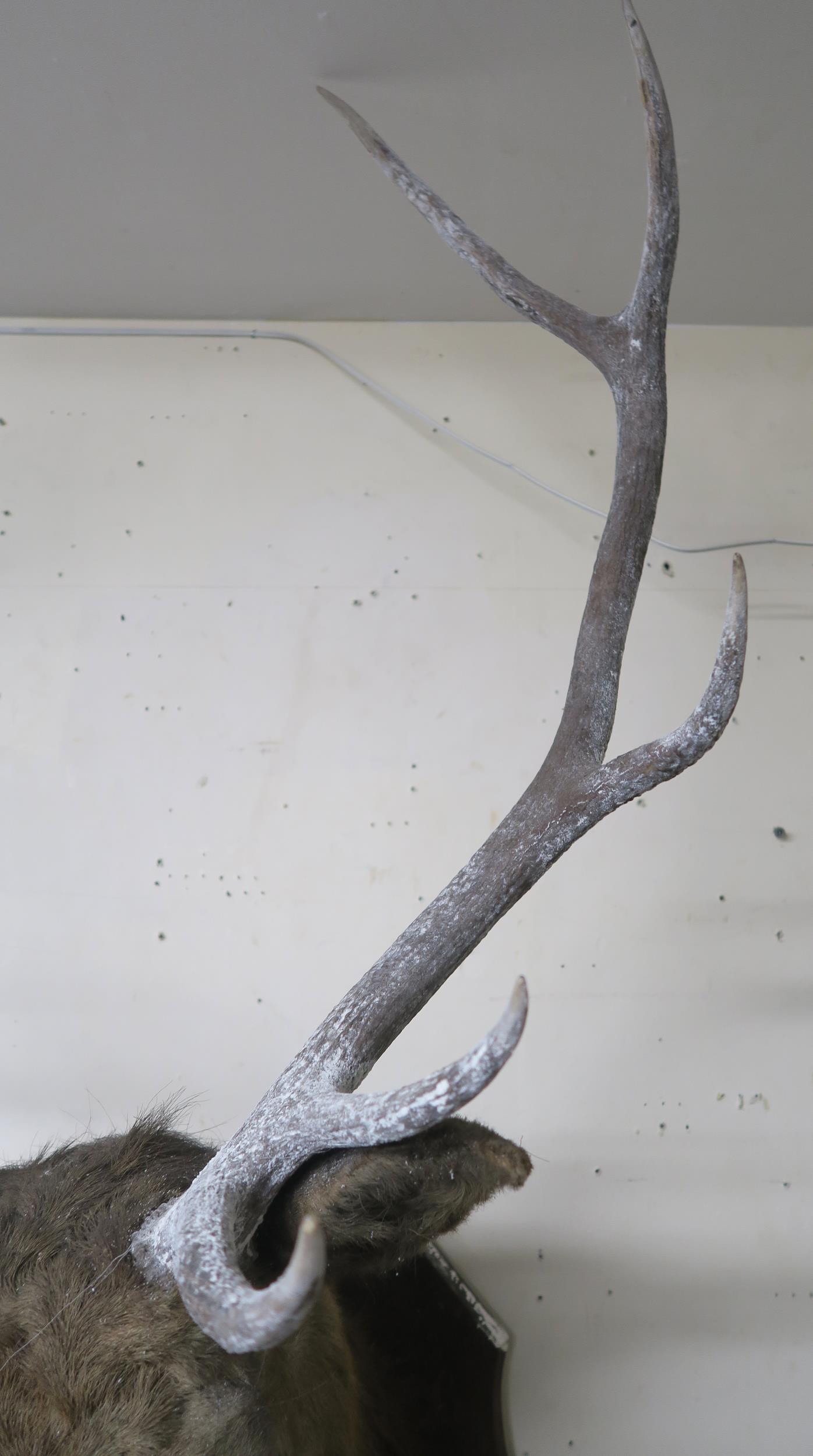 An early 20th century ten point taxidermy stags head on shield mount bear plaque "Achnacarry 1910 - Image 5 of 8