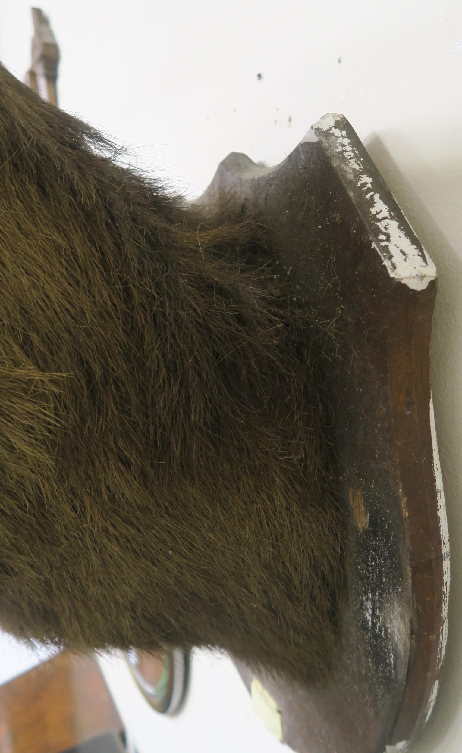 An early 20th century ten point taxidermy stags head on shield mount bear plaque "Achnacarry 1910 - Image 7 of 8