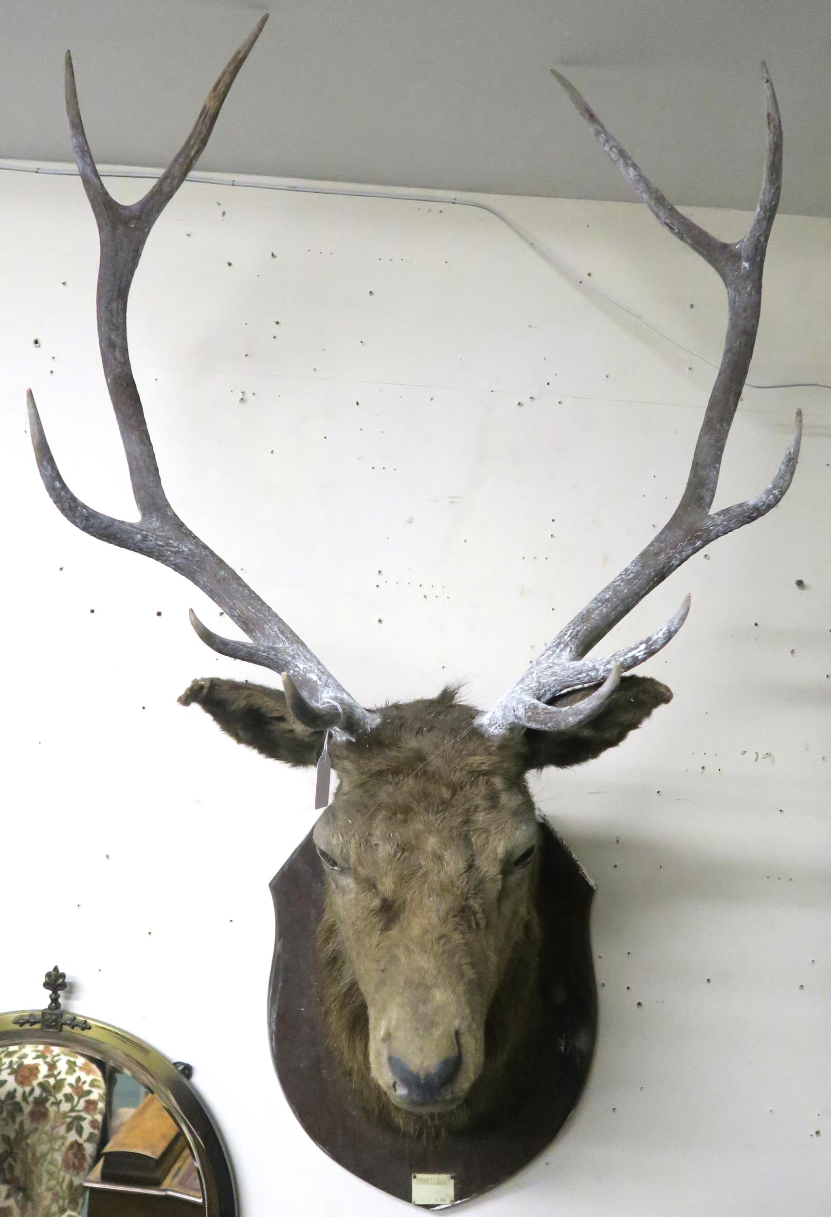 An early 20th century ten point taxidermy stags head on shield mount bear plaque "Achnacarry 1910