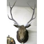 An early 20th century ten point taxidermy stags head on shield mount bear plaque "Achnacarry 1910