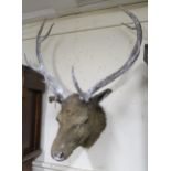 A 20th century ten point taxidermy stags head, 86cm high Condition Report:Available upon request