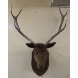 An early 20th century eight point taxidermy stag on oak shield mount with silver plaque engraved "