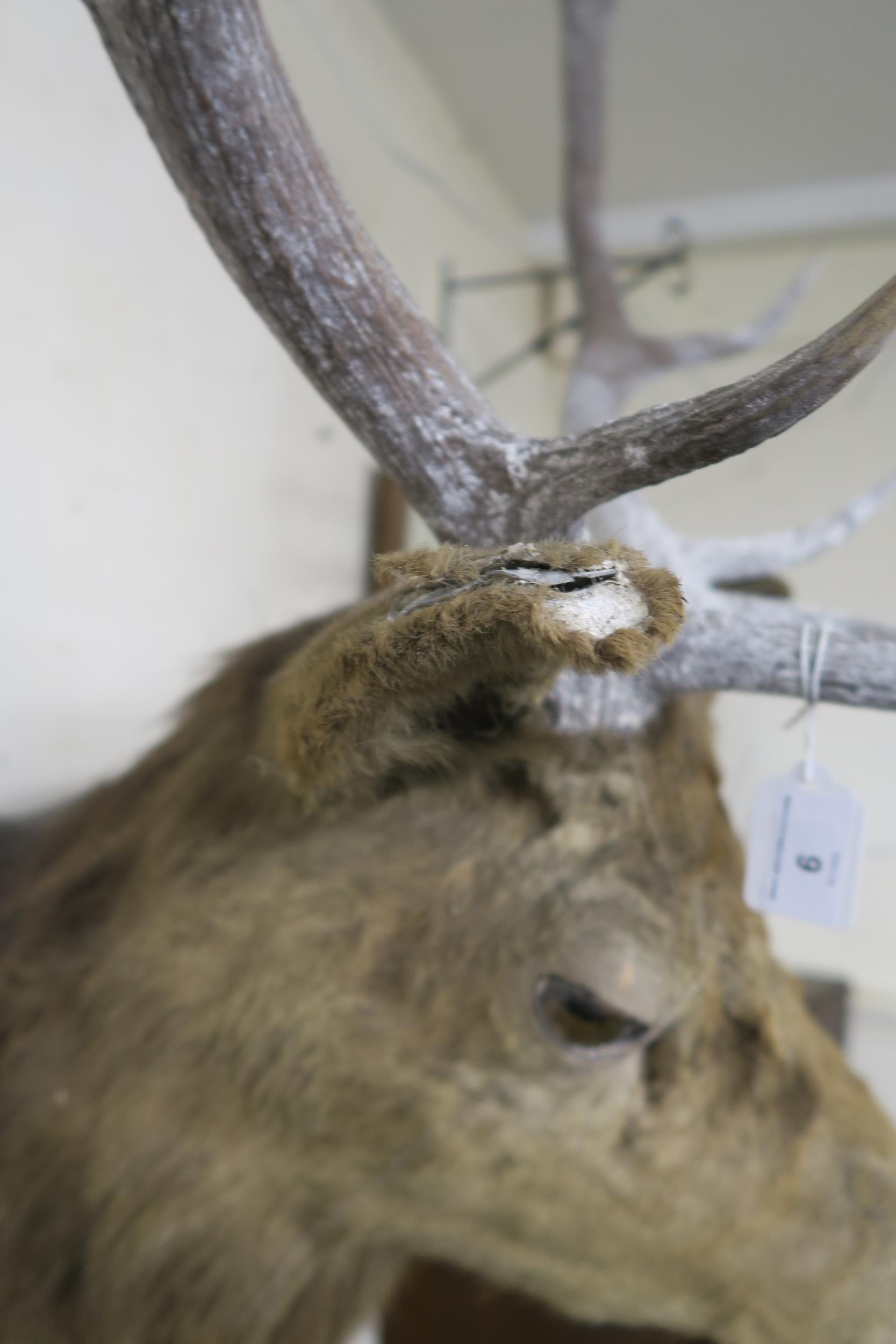 An early 20th century ten point taxidermy stags head on shield mount bear plaque "Achnacarry 1910 - Image 8 of 8