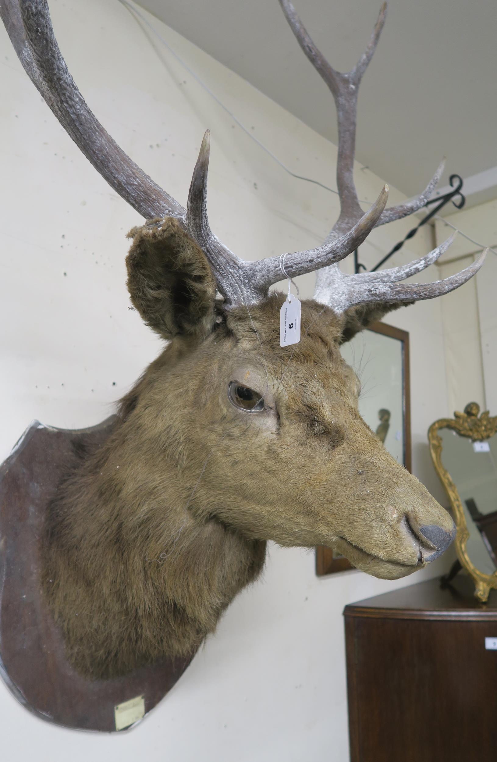 An early 20th century ten point taxidermy stags head on shield mount bear plaque "Achnacarry 1910 - Image 3 of 8