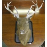 A 20th century twelve point taxidermy stags head without mount, 92cm high Condition Report:Available