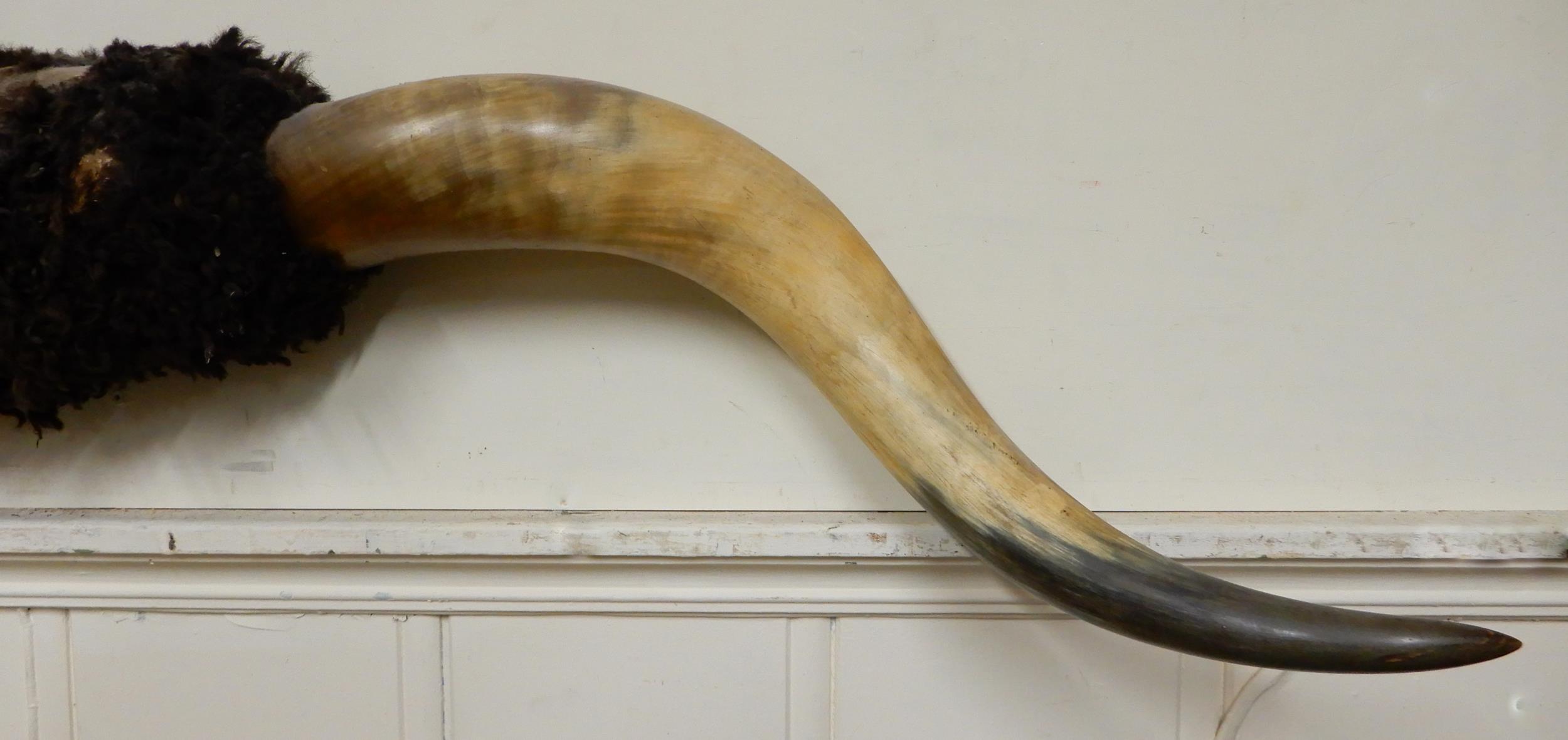 A large set of steer horns with hide covered boss, 177cm wide Condition Report:Available upon - Image 4 of 5