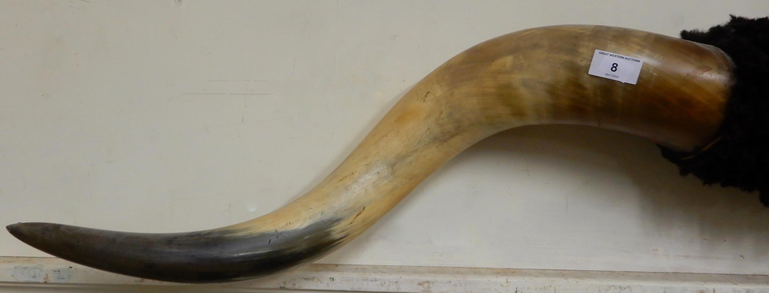 A large set of steer horns with hide covered boss, 177cm wide Condition Report:Available upon - Image 2 of 5