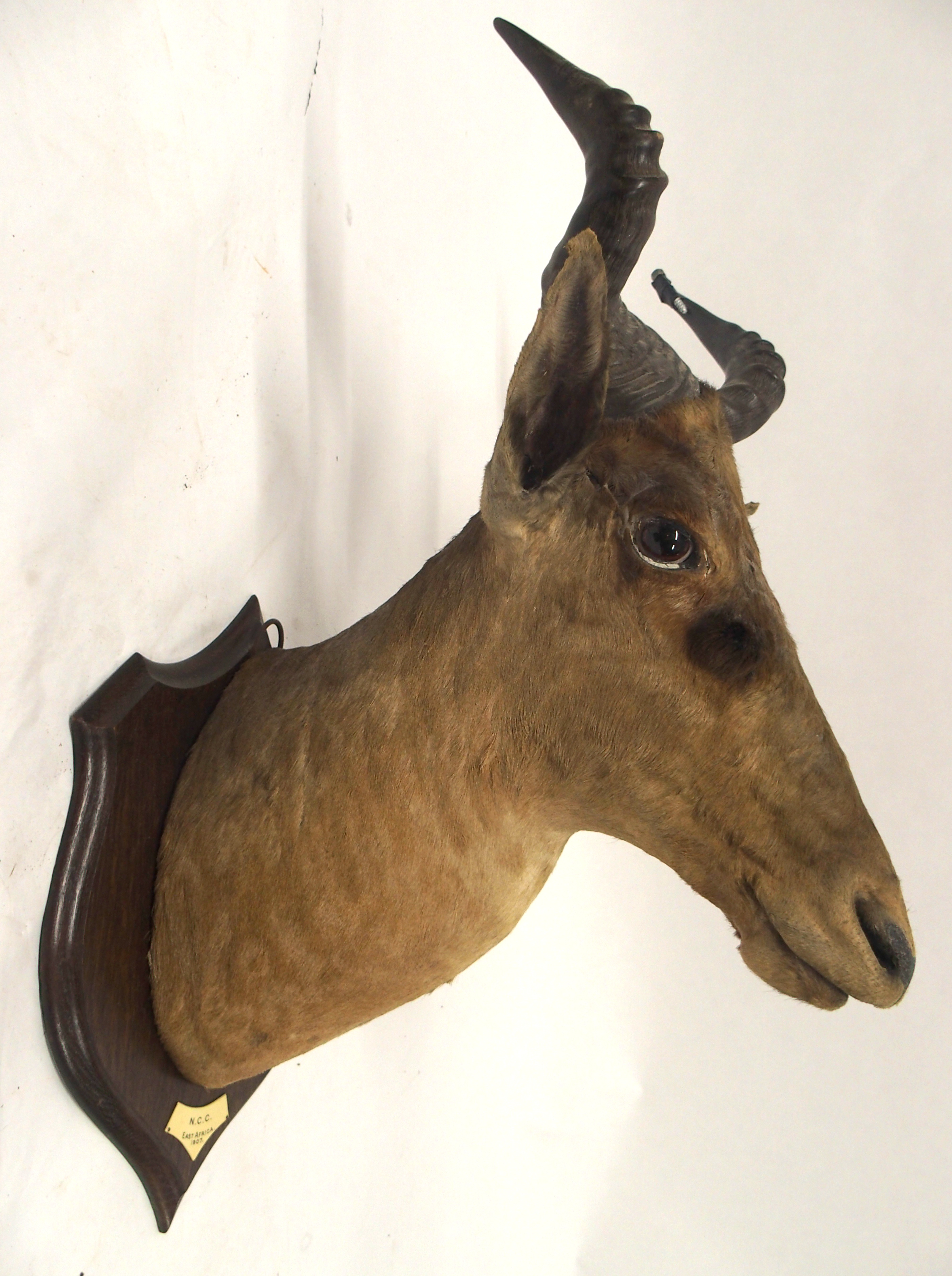 AN EARLY 20TH CENTURY TAXIDERMY HARTEBEEST HEAD - Image 5 of 12