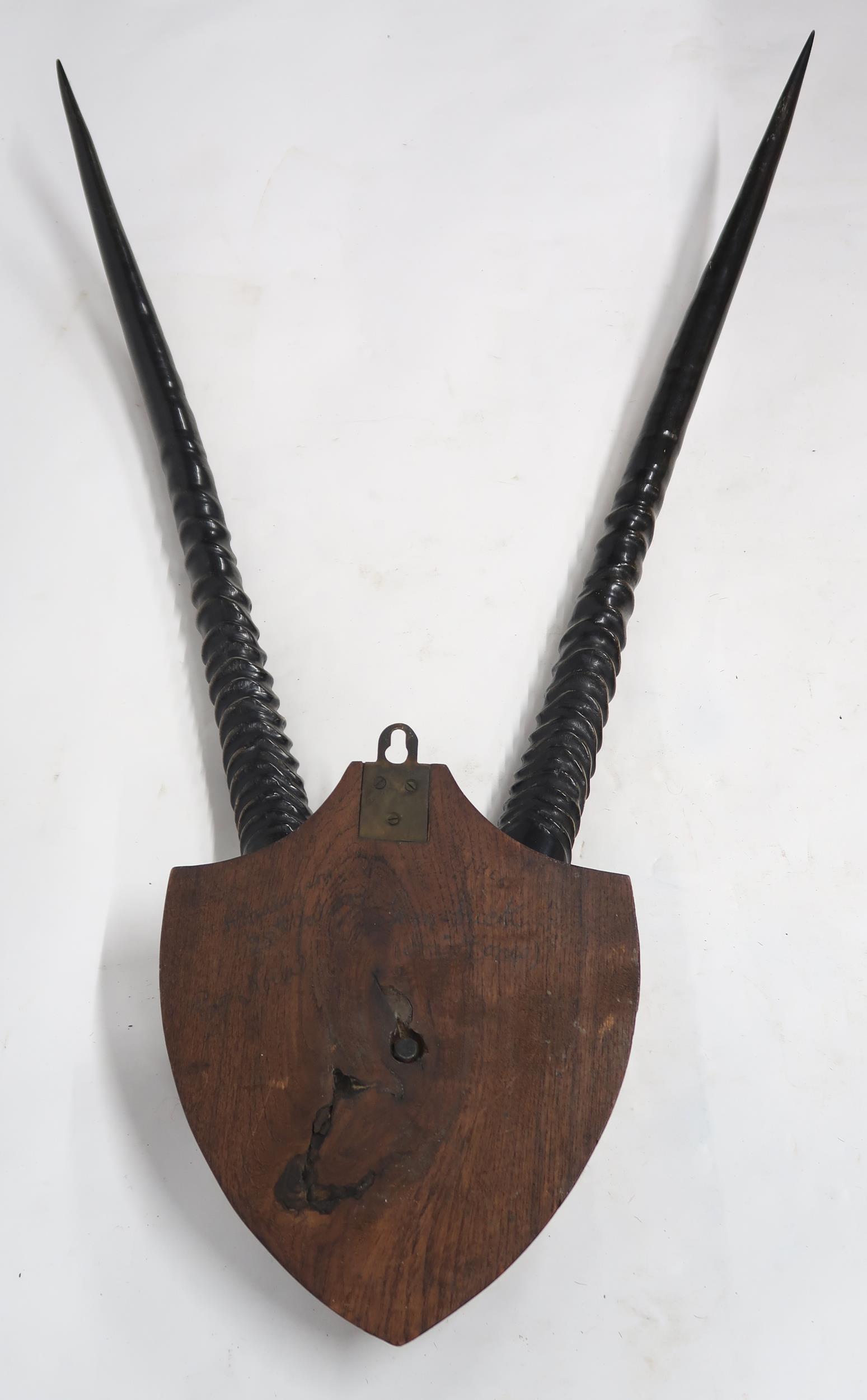 A PAIR OF 20TH CENTURY GEMSBOK ORYX HORNS ON UPPER SKULL on stained oak shield mount, 98cm high - Image 5 of 6