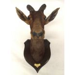 AN EARLY 20TH CENTURY TAXIDERMY TOPI HEAD