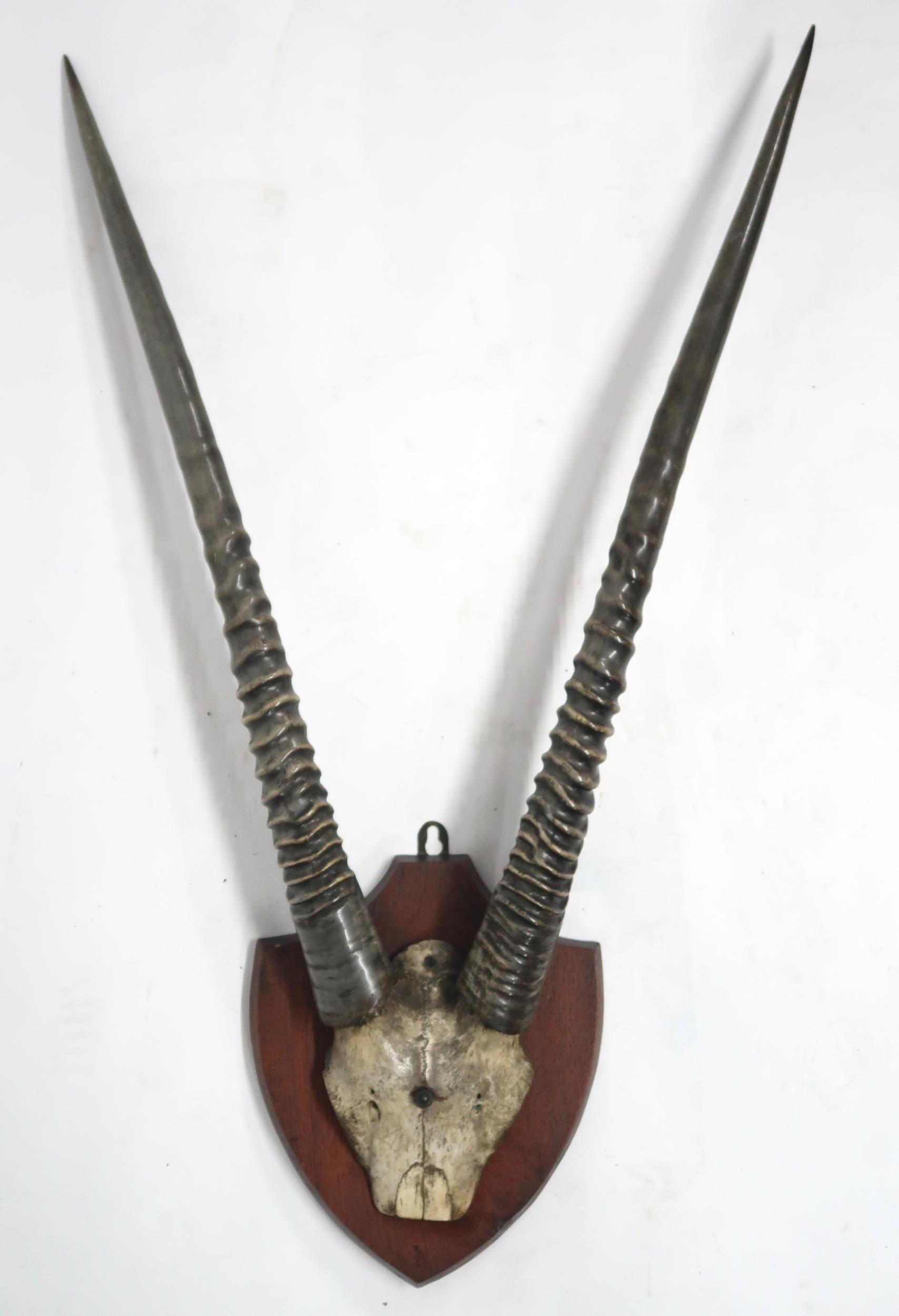 A PAIR OF 20TH CENTURY GEMSBOK ORYX HORNS ON UPPER SKULL on stained oak shield mount, 98cm high