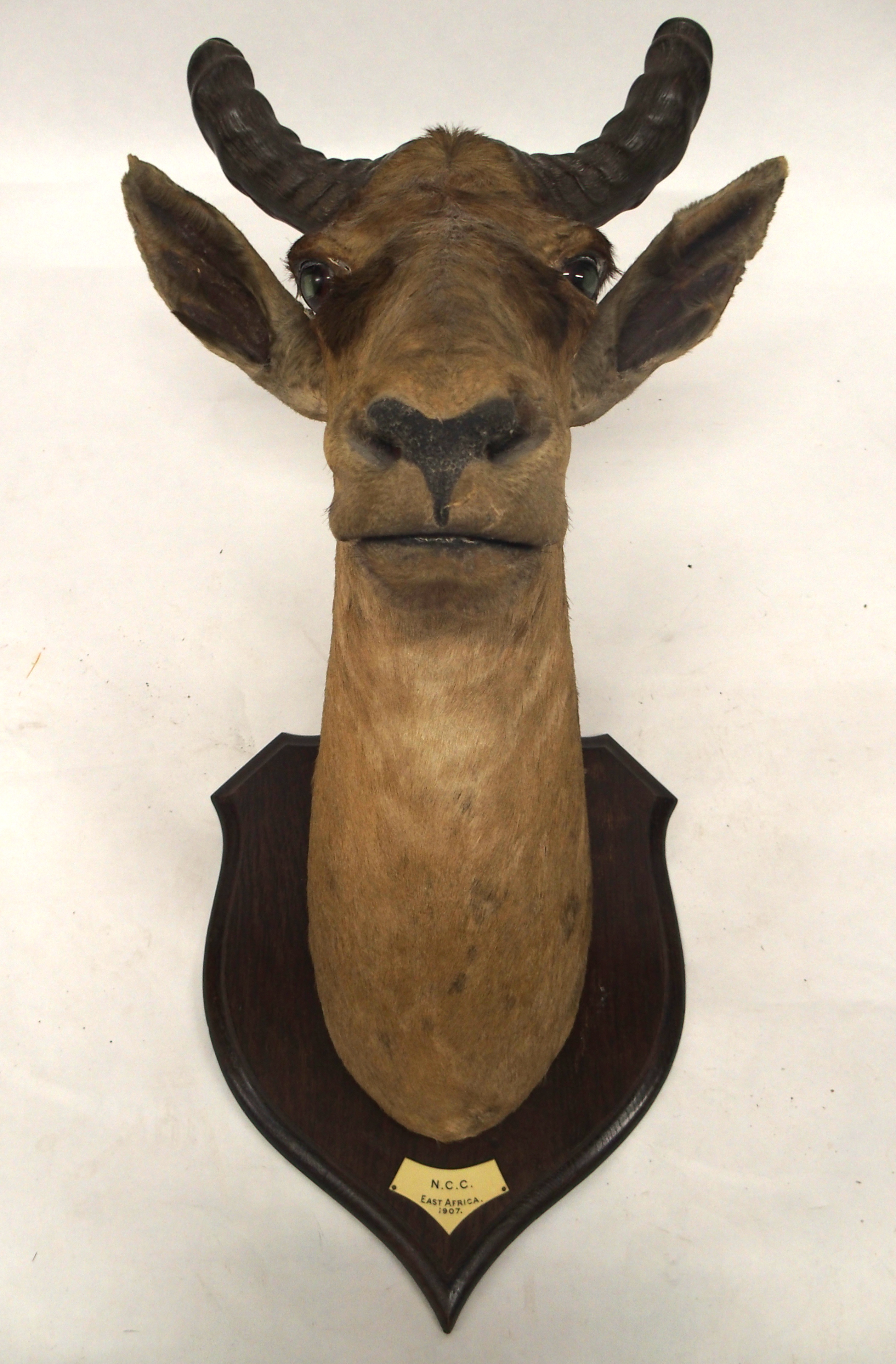 AN EARLY 20TH CENTURY TAXIDERMY HARTEBEEST HEAD