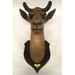 AN EARLY 20TH CENTURY TAXIDERMY HARTEBEEST HEAD