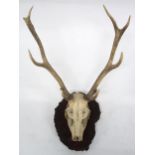 A 20TH CENTURY SEVEN POINT STAGS SKULL on tree stump cross cut mount, 71cm high Condition Report: