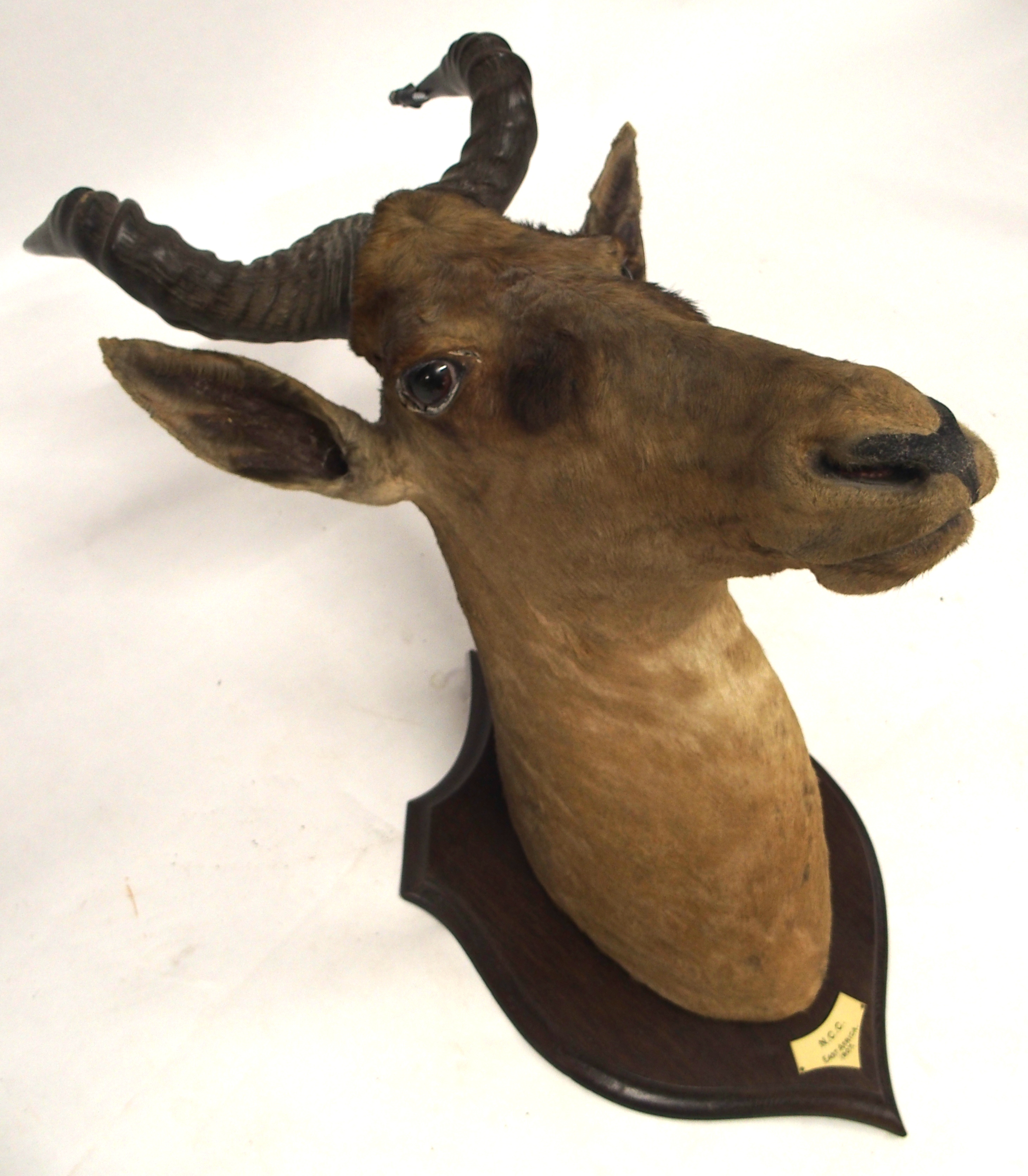 AN EARLY 20TH CENTURY TAXIDERMY HARTEBEEST HEAD - Image 12 of 12