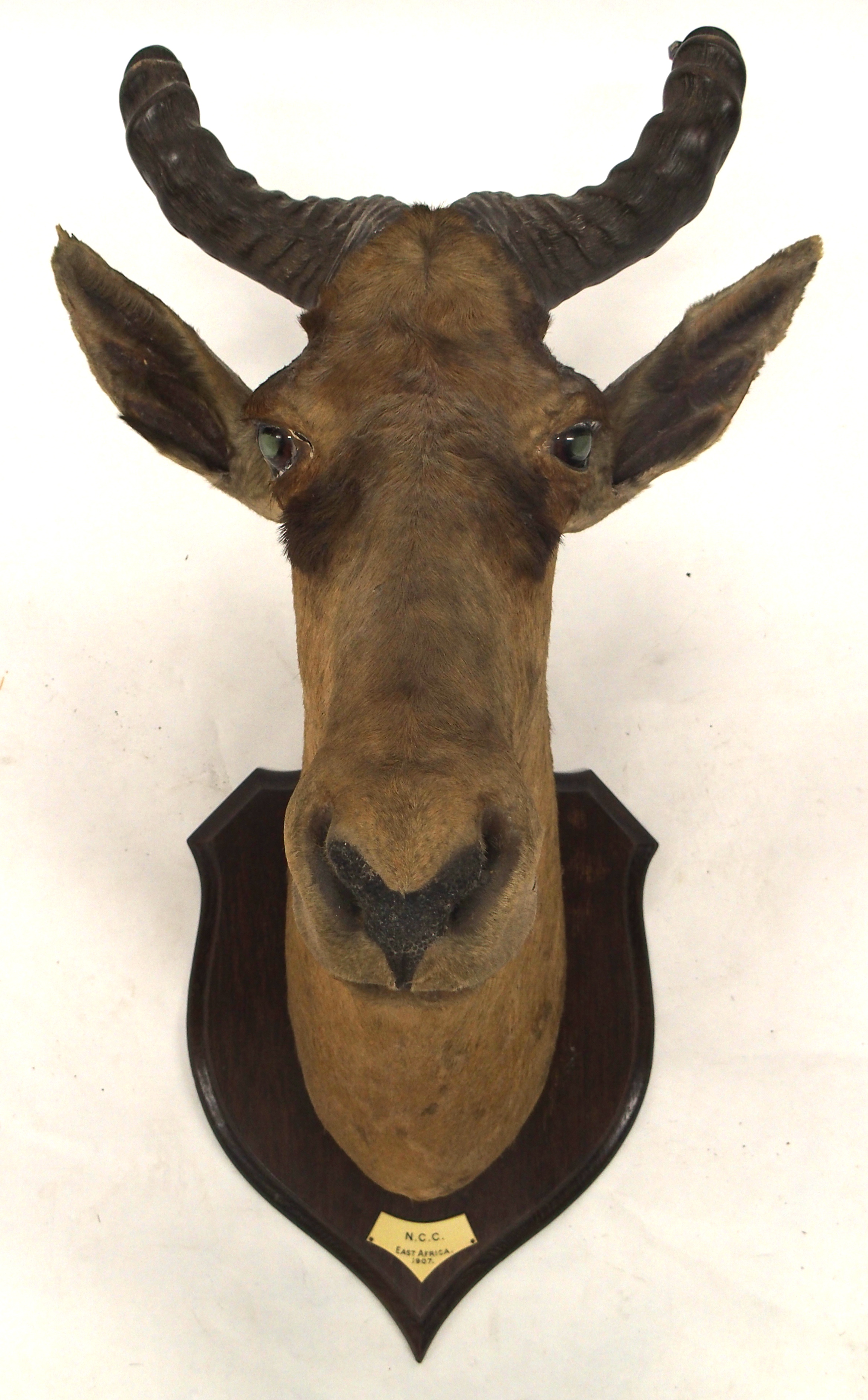 AN EARLY 20TH CENTURY TAXIDERMY HARTEBEEST HEAD - Image 2 of 12