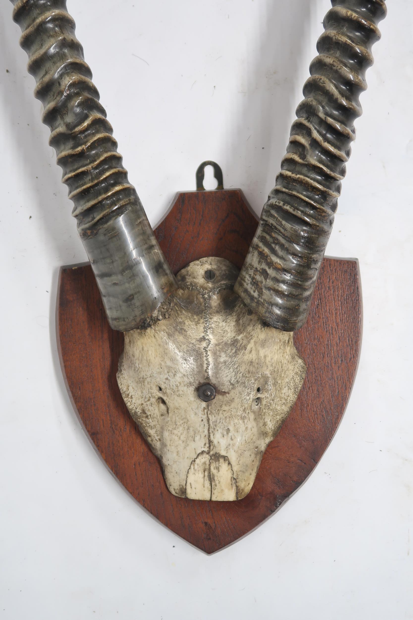 A PAIR OF 20TH CENTURY GEMSBOK ORYX HORNS ON UPPER SKULL on stained oak shield mount, 98cm high - Image 2 of 6