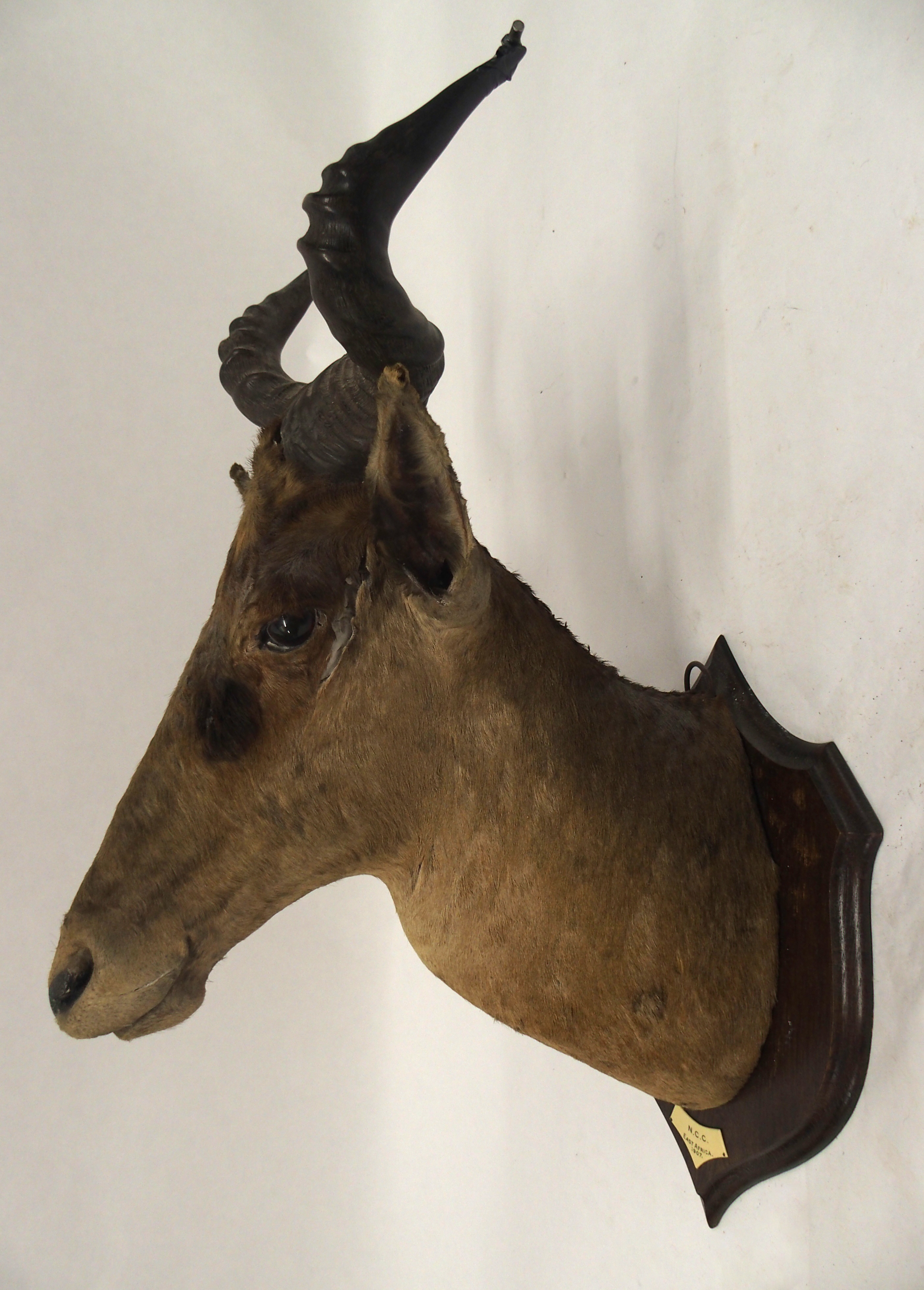 AN EARLY 20TH CENTURY TAXIDERMY HARTEBEEST HEAD - Image 9 of 12