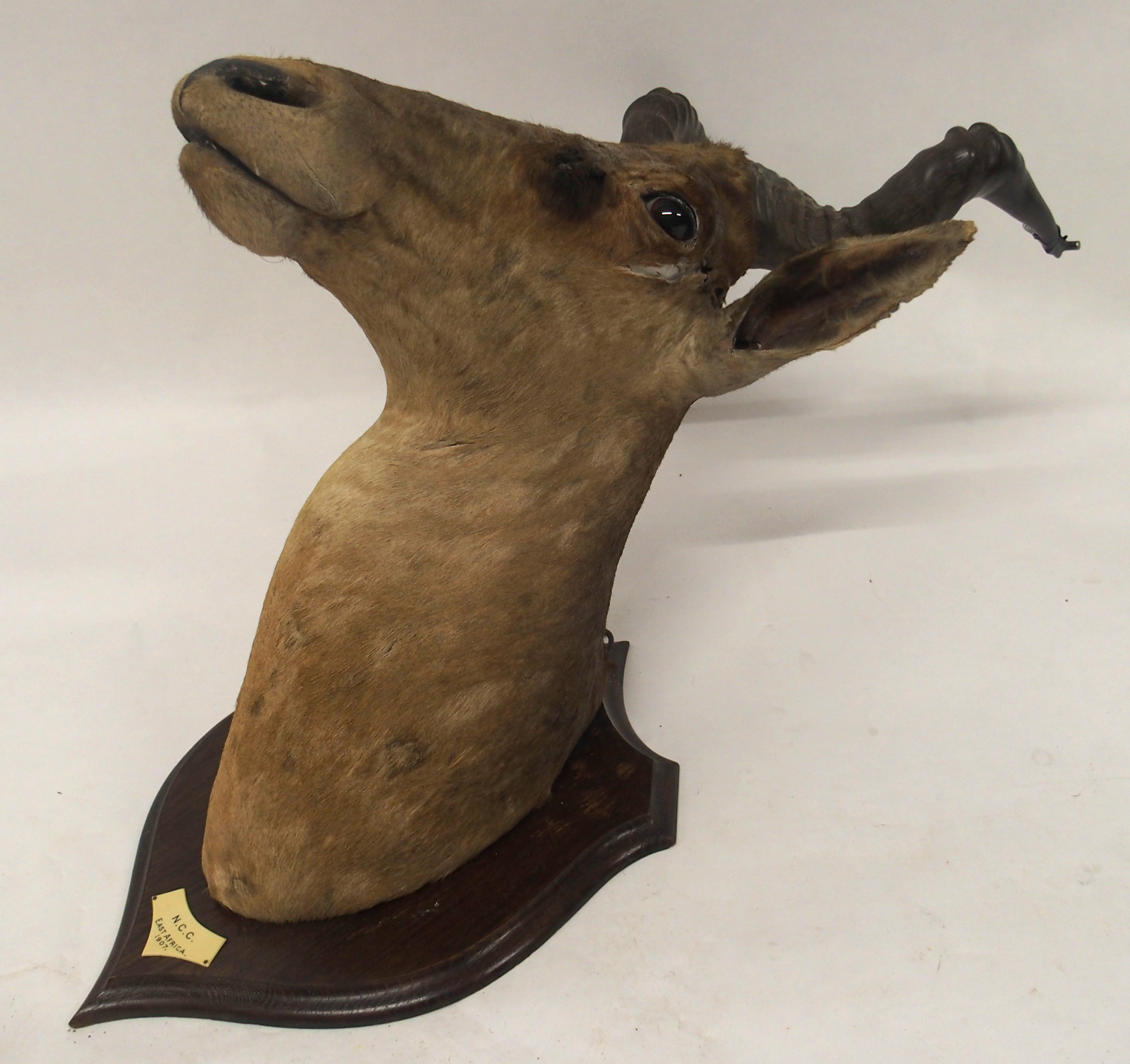 AN EARLY 20TH CENTURY TAXIDERMY HARTEBEEST HEAD - Image 11 of 12