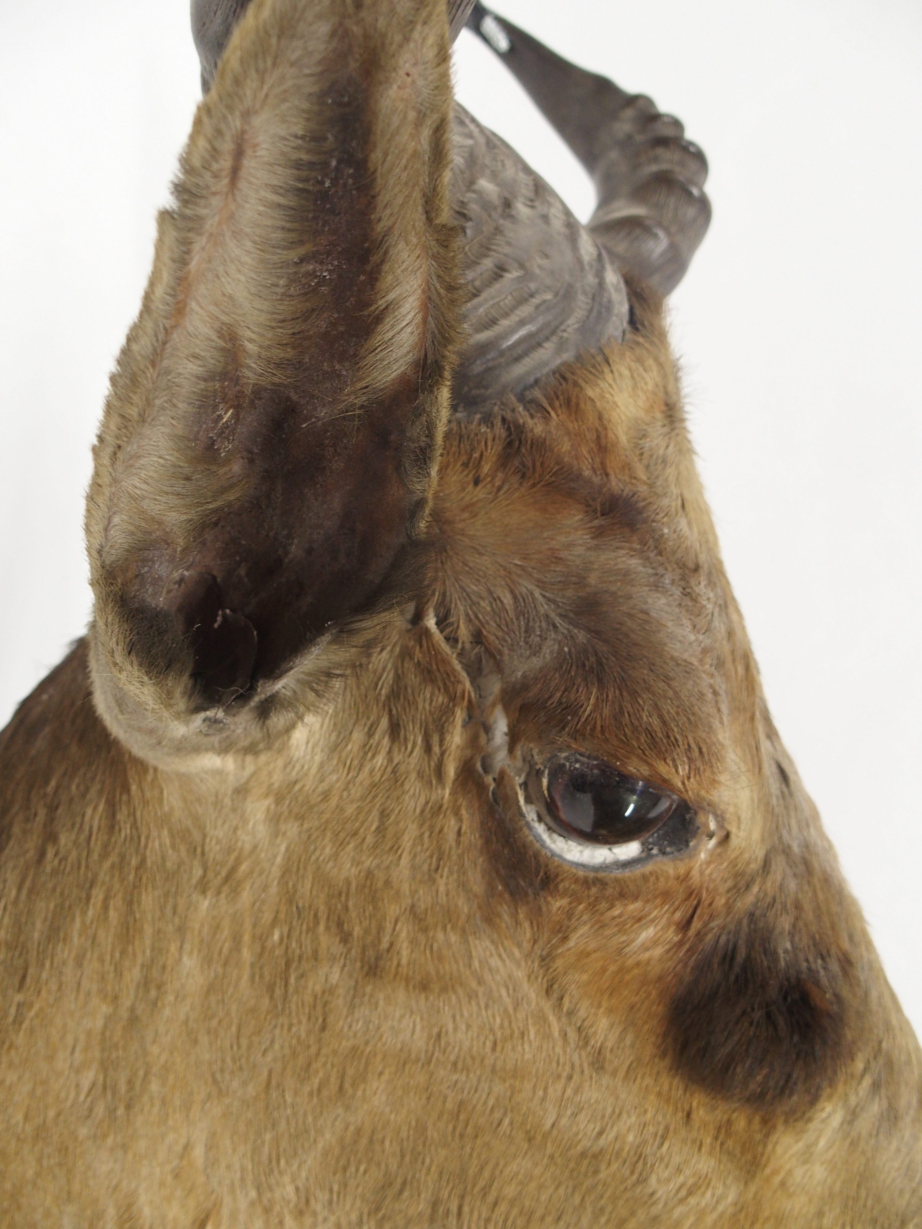 AN EARLY 20TH CENTURY TAXIDERMY HARTEBEEST HEAD - Image 6 of 12