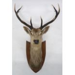 AN EARLY 20TH CENTURY TAXIDERMY TWELVE POINT ROYAL STAGS HEAD on oak shield mount, 126cm high