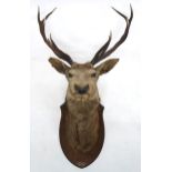 AN EARLY 20TH CENTURY TAXIDERMY TEN POINT STAGS HEAD on oak shield mount inscribed "Shot at