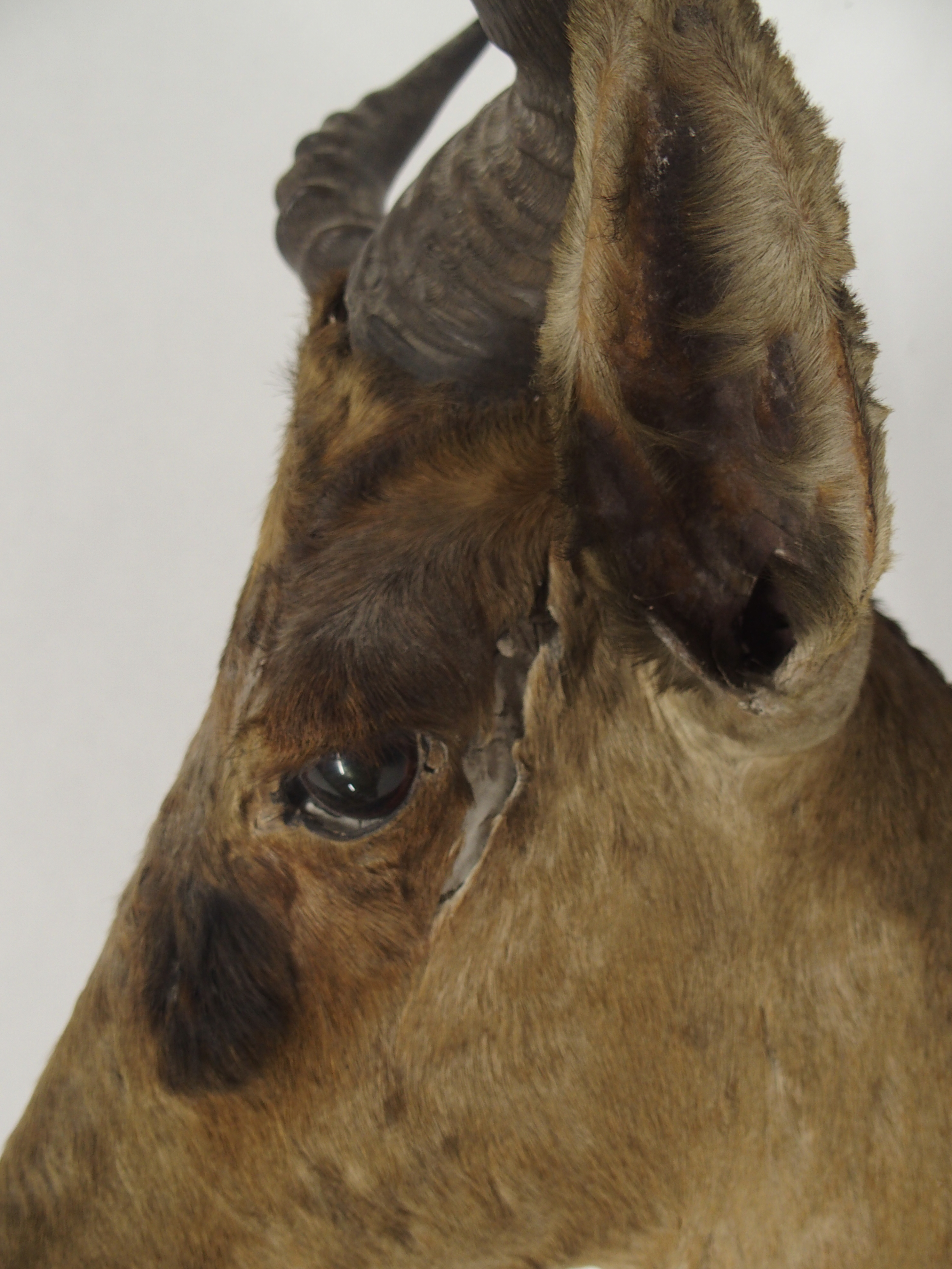 AN EARLY 20TH CENTURY TAXIDERMY HARTEBEEST HEAD - Image 10 of 12