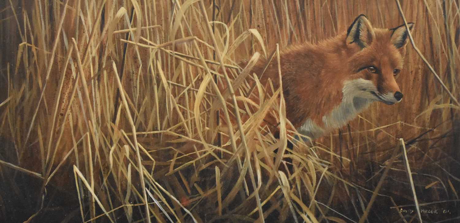 David Miller (British, b.1966), Fox in the Reeds