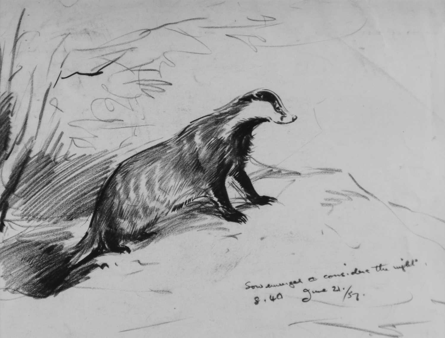 Eileen Alice Soper (1905-1990) Two Badger Drawings