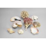 An assembled collection of sea shells and corals