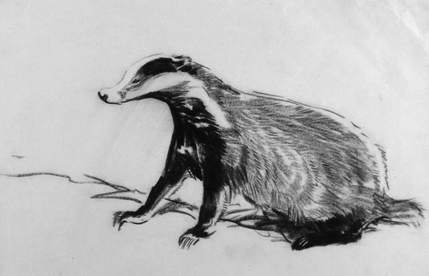 Eileen Alice Soper (1905-1990) Two Badger Drawings - Image 2 of 6