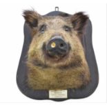 Taxidermy: a mounted head of a Wild Boar, Sus Scrofa