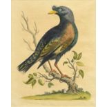 After George Edwards (1694-1773) Four Hand Coloured Bird Prints