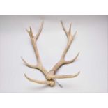 Taxidermy: a pair of deer antlers